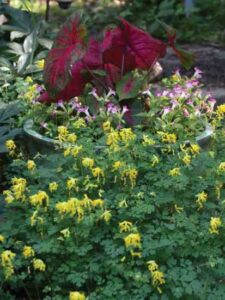 Heirloom Expert: Best Plants for Garden Shade Image